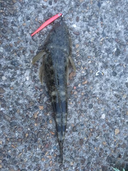 初見2キャッチ！