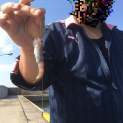 前回に続きイワシ