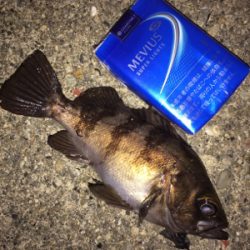 メバルアイランド菅島