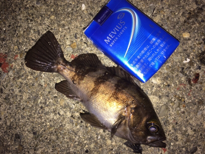 メバルアイランド菅島