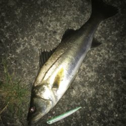 ドブ川バチ抜けシーバス