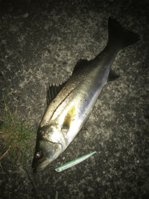 ドブ川バチ抜けシーバス