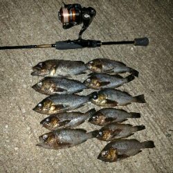 警固屋のメバリング好調！