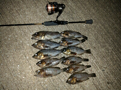 警固屋のメバリング好調！