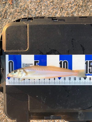 ちょい投げキス+α