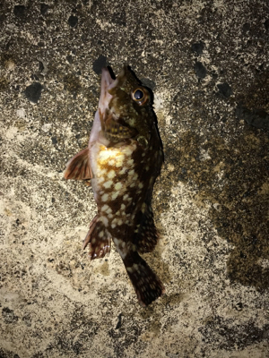 朝から釣りをする(笑)。