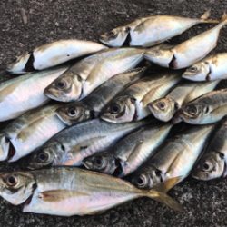 アジングを堪能！