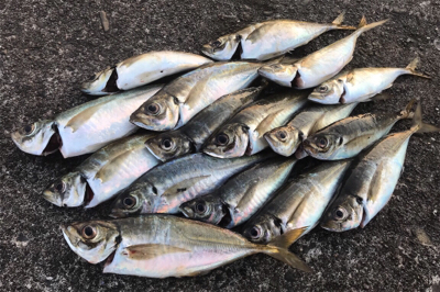 アジングを堪能！