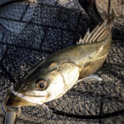 なんとかキワで2本