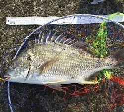 ジグでクロダイ