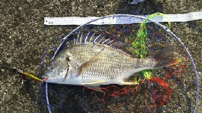 ジグでクロダイ