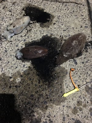 コウイカ釣行