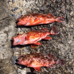 ガシラ爆釣、青物不発