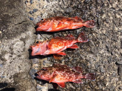 ガシラ爆釣、青物不発