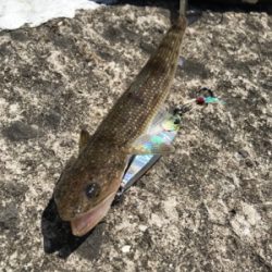 子どもの日で満員御礼