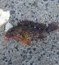 ぶらぶらブラクリ 穴釣り