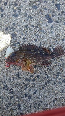 ぶらぶらブラクリ 穴釣り