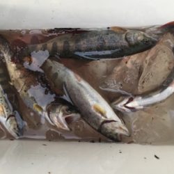 放流日の夕まずめに行ってきた