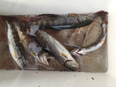 放流日の夕まずめに行ってきた