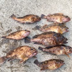 ハネ狙いが、。