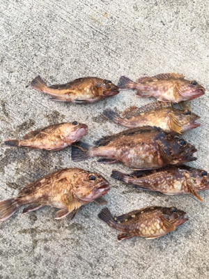 ハネ狙いが、。