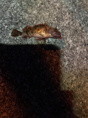 夜にガシリング