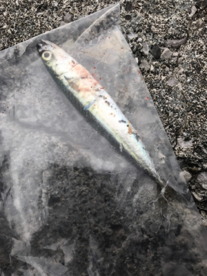 アジ狙いのつもりが...