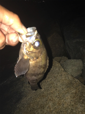 久しぶりのメバリング