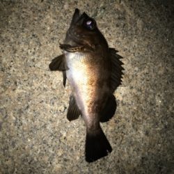 メバリングは難しい！だから楽しい！