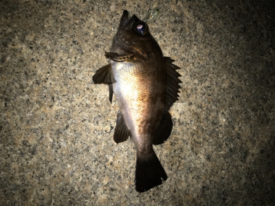 メバリングは難しい！だから楽しい！