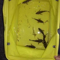 GWなので子供と釣りでも、