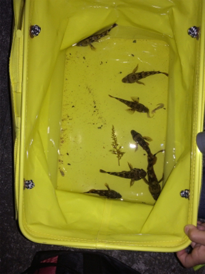 GWなので子供と釣りでも、