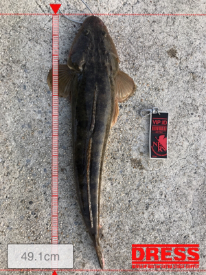 磯津漁港マゴチ