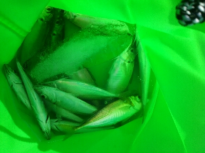 アジ、マルタウグイ