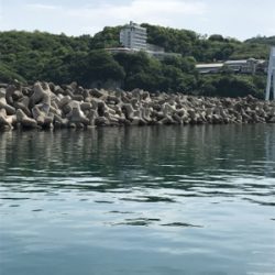 カタクチイワシ