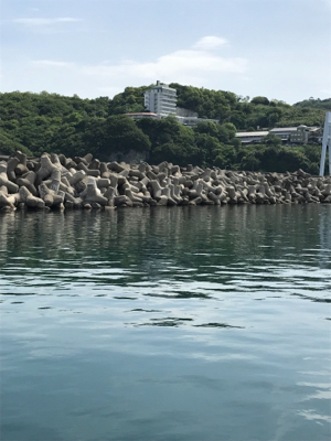 カタクチイワシ