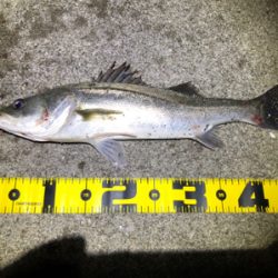 四日市バチシーバス