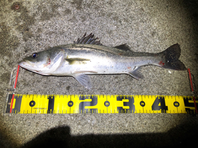 四日市バチシーバス