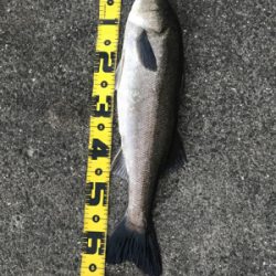 連休シーバス最終日