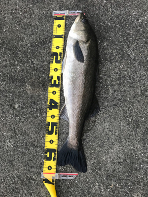 連休シーバス最終日