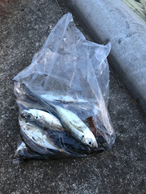 癒しのアジング