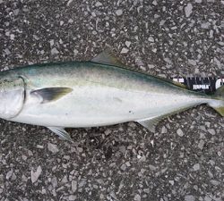 トップでメジロ!