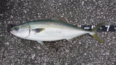 トップでメジロ！