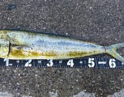 メタルジクでシイラ