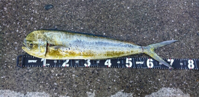 メタルジクでシイラ