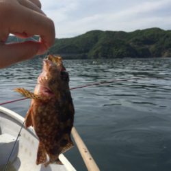 手漕ぎボートでガシラとベラが大量@西小川