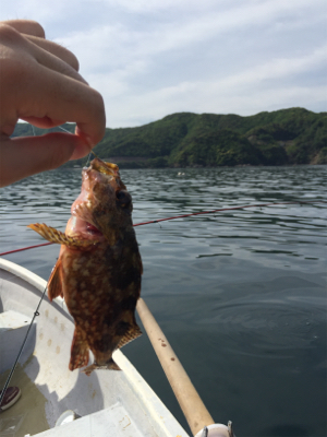 手漕ぎボートでガシラとベラが大量@西小川