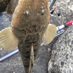 ゴールデン最終日