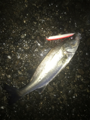 どしゃぶりのドブ川シーバス