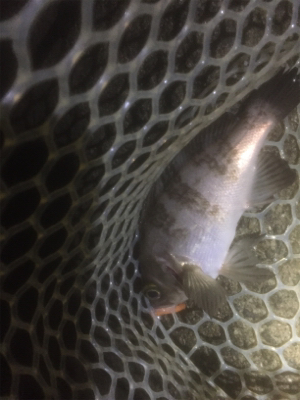 白〜いお刺身！